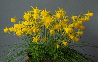 Narcissus 'Cartledge'